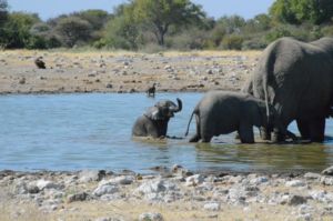 Baby olifantje in het water
